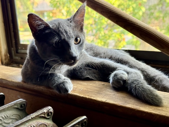 A gray kitten lounges in a sunny window